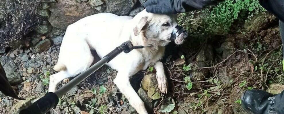 Cagnolino salvato dai vigili del fuoco a Vibo Valentia