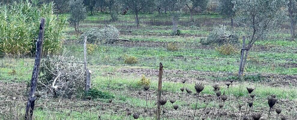 Atto intimidatorio al sindaco di Roccabernarda: tagliati 20 alberi di ulivo