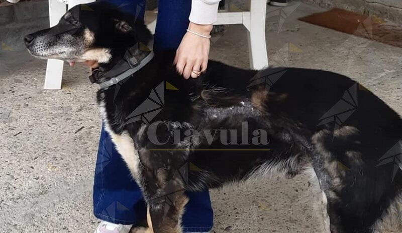Cane smarrito a Favaco di Stignano, l’appello della proprietaria