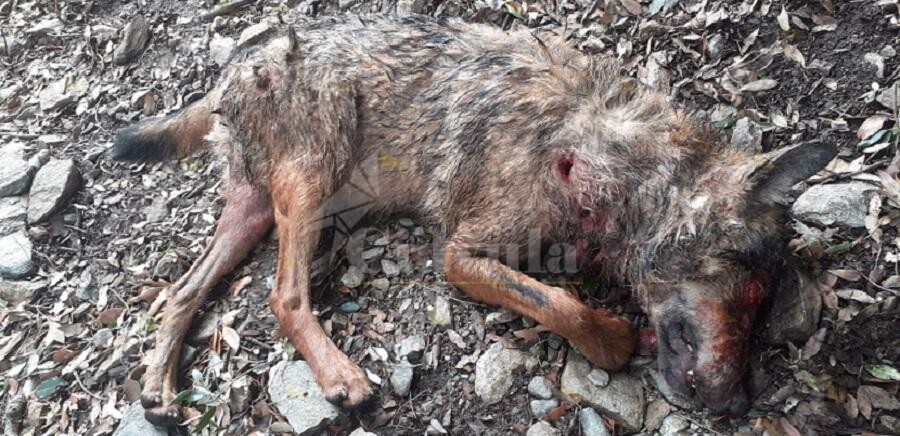 Gruppo Adorno: “Un altro lupo ucciso a fucilate sull’Aspromonte”