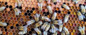 Apicoltura in Calabria, fondi per 1,3milioni di euro per gli operatori del settore item-thumbnail
