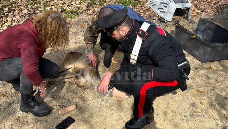 Calabria: I carabinieri salvano un cucciolo di capriolo catturato  illegalmente