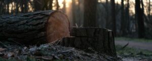 Anziano colpito e ucciso dall’albero che stava tagliando item-thumbnail