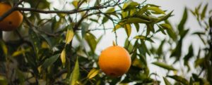 Caporalato: scoperte 32 aziende irregolari tra Rosarno e Gioia Tauro item-thumbnail