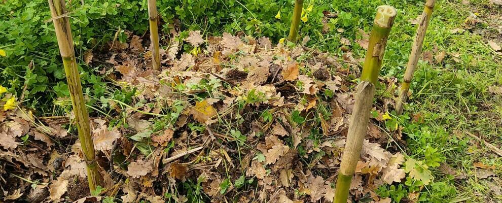 LabAOR, alla Casa delle Erbe della Locride un innovativo laboratorio sull’agricoltura organica e rigenerativa