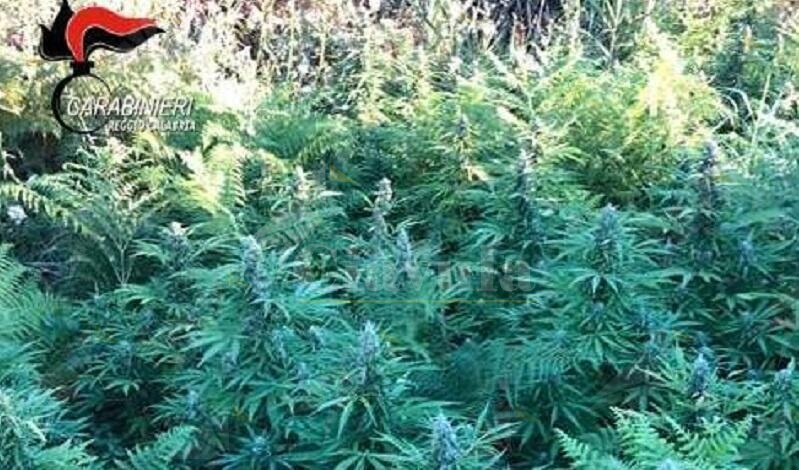 Scoperta piantagione di cannabis nel reggino, due persone in manette Scoperta piantagione di cannabis nel reggino, due persone in manette