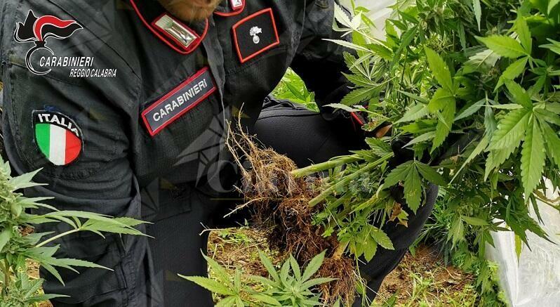 Coltiva 100 piante di marijuana in Calabria, arrestato