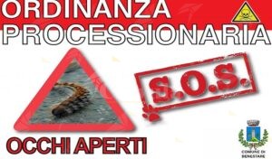 Comune di Benestare: emessa ordinanza relativa al fenomeno della processionaria item-thumbnail