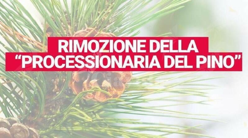 Iniziate a Siderno le attività di rimozione della “Processionaria del pino”