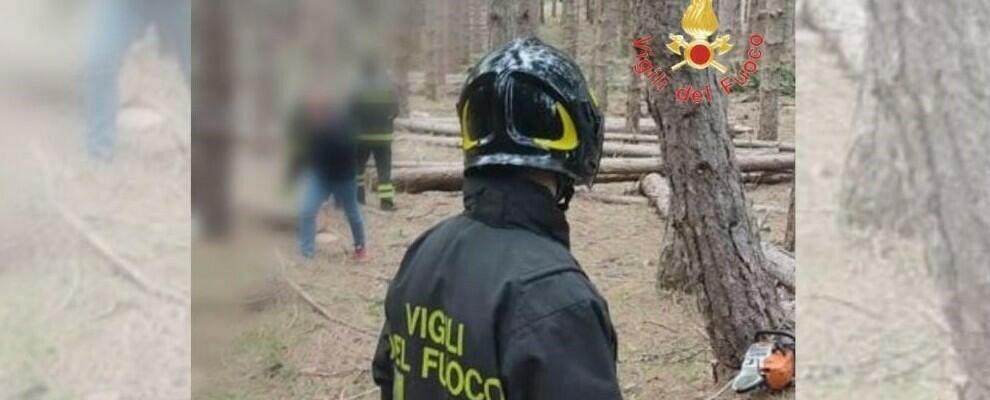 Tragedia in Calabria: giovane schiacciato dall’albero che stava tagliando