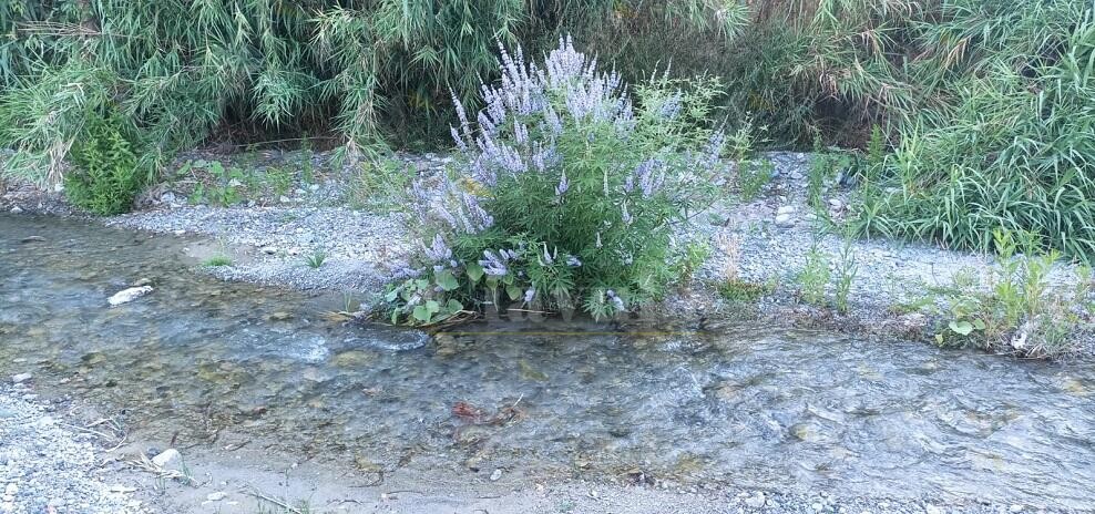 Rubrica “Fotografiamo la Natura!” Le foto di Chiara Ienco