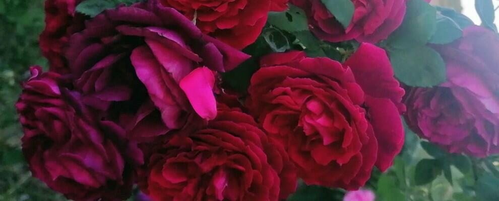 Alla Casa delle Erbe della Locride la VI edizione della “Festa delle Rose”