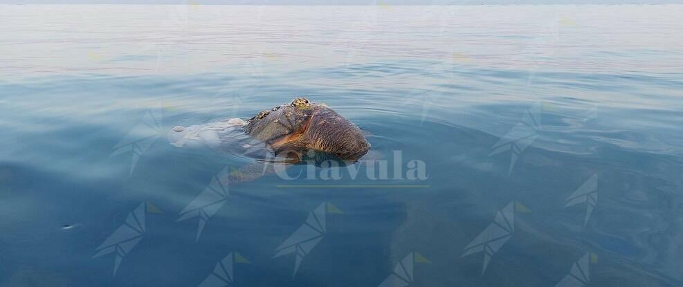 Individuata a Roccella Jonica la carcassa di una tartaruga Caretta Caretta