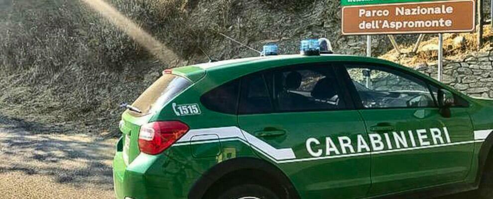 Sorpresi a cacciare ghiri: i carabinieri denunciano un locrese ed un platiese