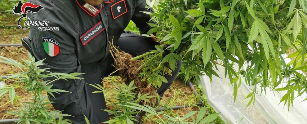 Rinvenuta una piantagione di marijuana a Canolo, in manette un 49enne