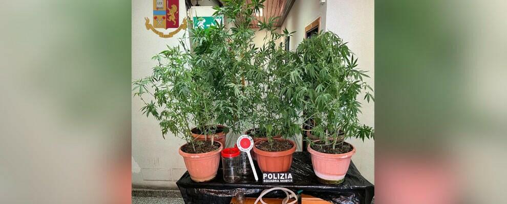 Aveva una coltivazione di cannabis nel giardino di casa, un arresto a Vibo Valentia