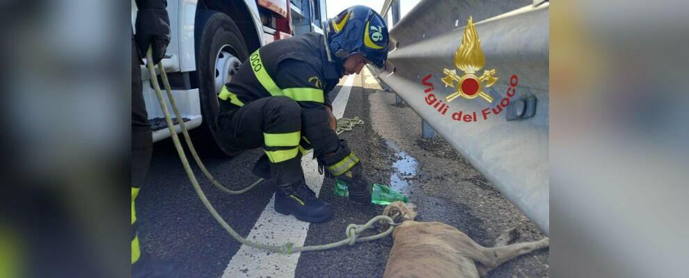 Cane investito sulla statale salvato dai vigili del fuoco