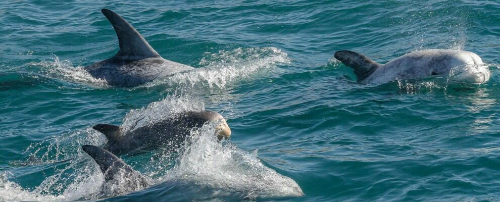 Delfini attaccano i bagnanti a 5 metri dal litorale