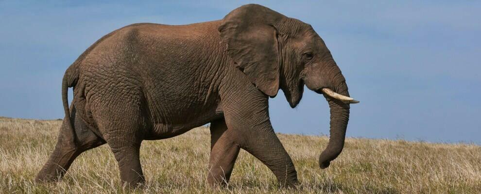 Amantea, elefante scappa dal circo e passeggia per le vie della città