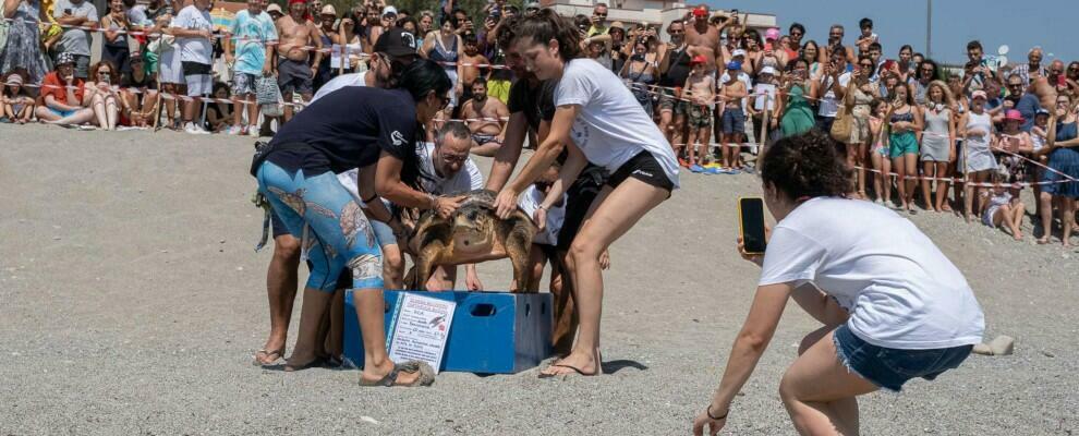 “Rea” rilasciata in mare dopo le cure del CRTM di Brancaleone