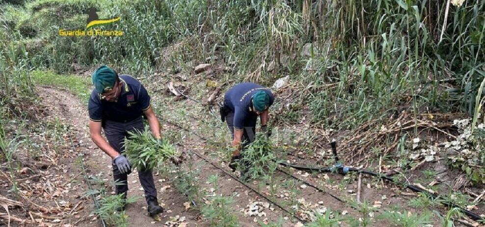La guardia di finanza sequestra una piantagione di marijuana in Calabria