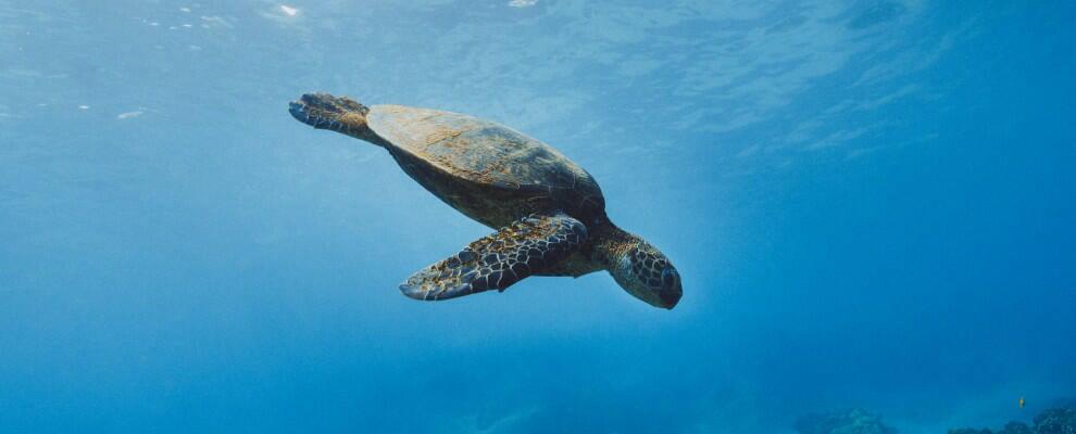 In Calabria una nuova schiusa di tartarughe Caretta Caretta: in 28 raggiungono il mare