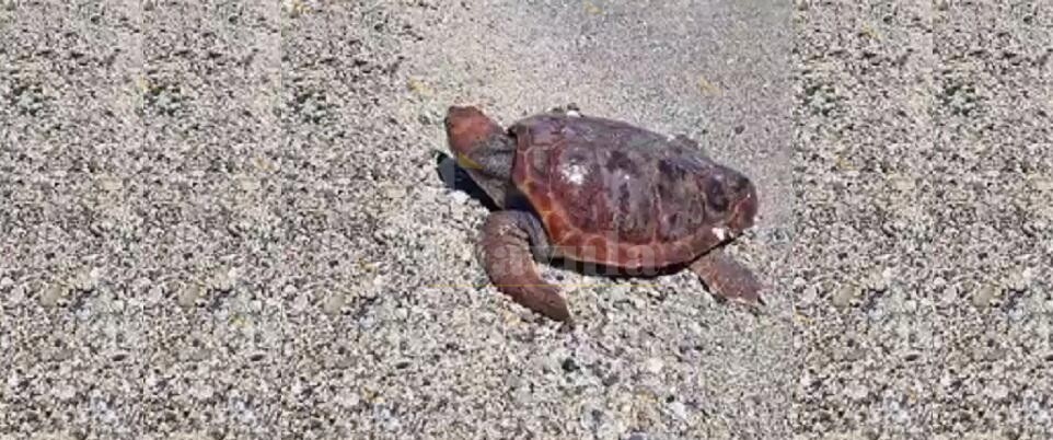 Caulonia, avvistata in spiaggia tartaruga marina. Il WWF ci spiega come agire in questi casi
