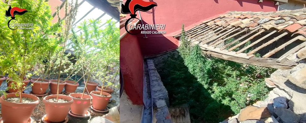 In casa con 42 piante di canapa e 3,5kg di marijuana: arrestato dai carabinieri di Platì
