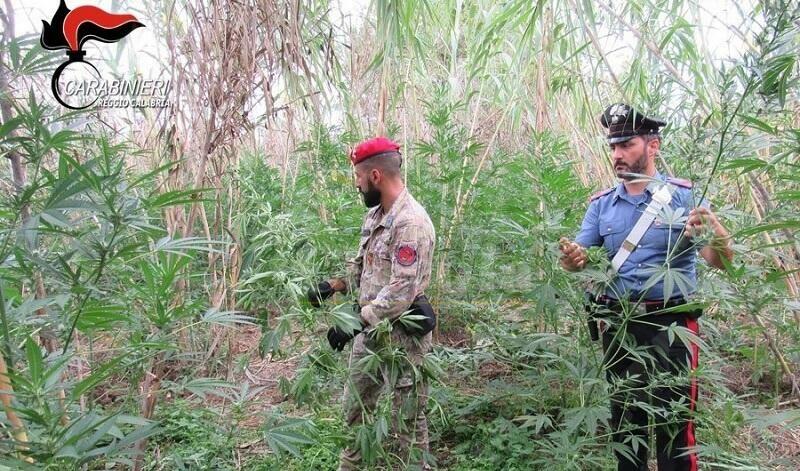 Rinvenute in Calabria due piantagioni di marijuana per un valore di 2 milioni di euro. Un arresto