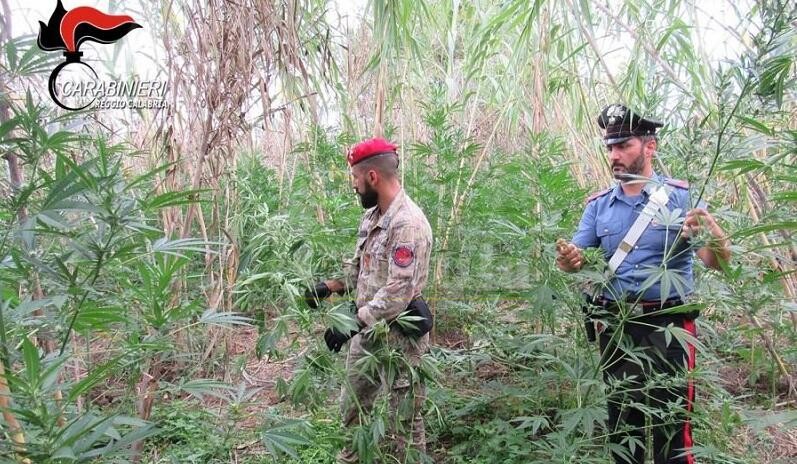 Individuate mille piante di marijuana nella Piana di Gioia Tauro