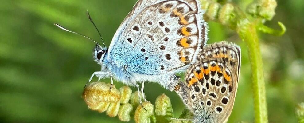 Il Parco Nazionale dell’Aspromonte condivide i risultati degli studi su biodiversità e impollinatori