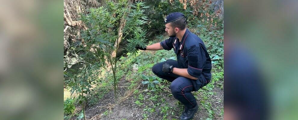 Sorpresi a coltivare una piantagione di marijuana, due arresti a Bivongi