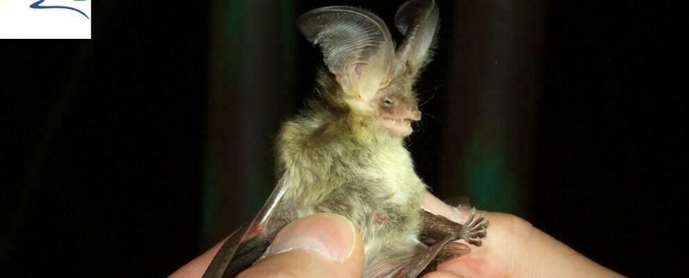 Biodiversità: censite 23 specie di pipistrelli in Aspromonte