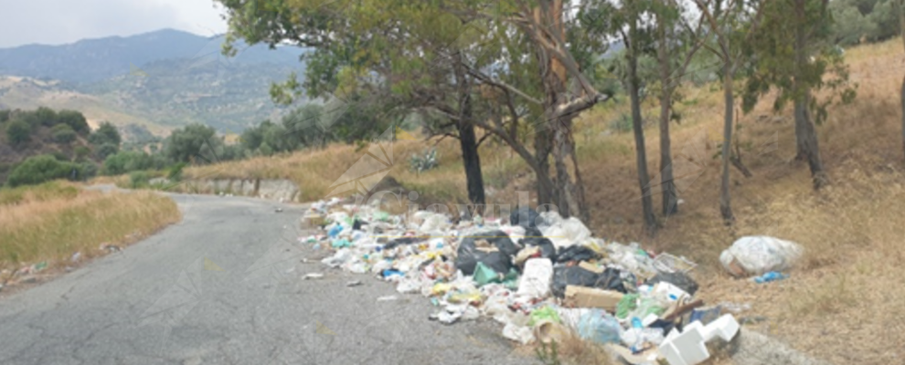 Testa dura di cauloniese