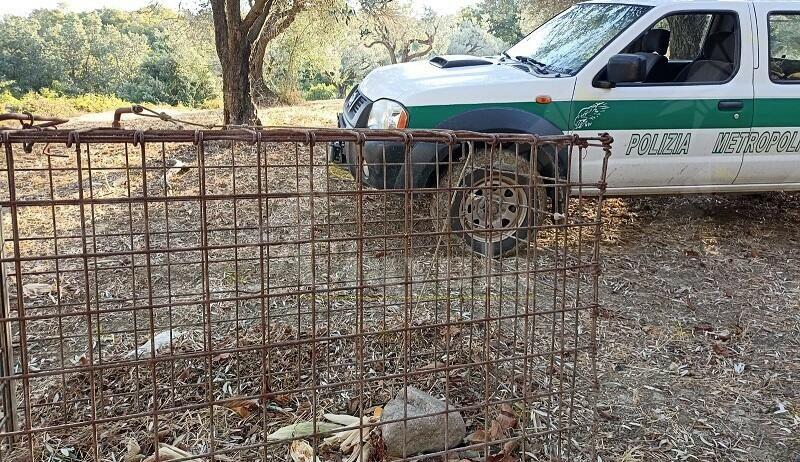 Lotta al bracconaggio: individuato e denunciato il proprietario di un terreno sull’area Jonica