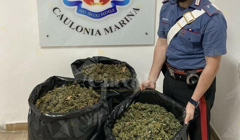 Sorpresi a Pezzolo di Caulonia con 23 kg di marijuana, arrestate 4 persone