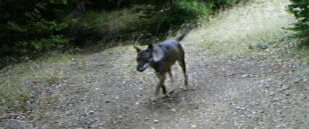 Proseguono le attività del progetto “WOLFNExT” per il monitoraggio del lupo nel Parco Nazionale dell’Aspromonte