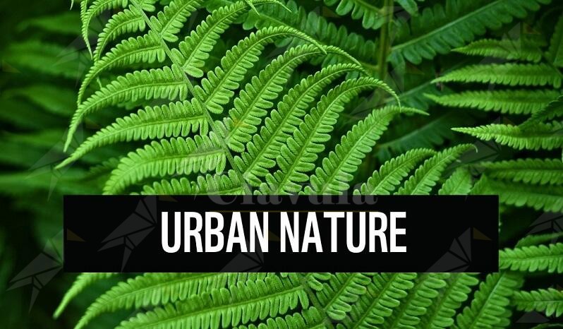 La Pro Loco Caulonia promuove l’iniziativa “Urban Nature”