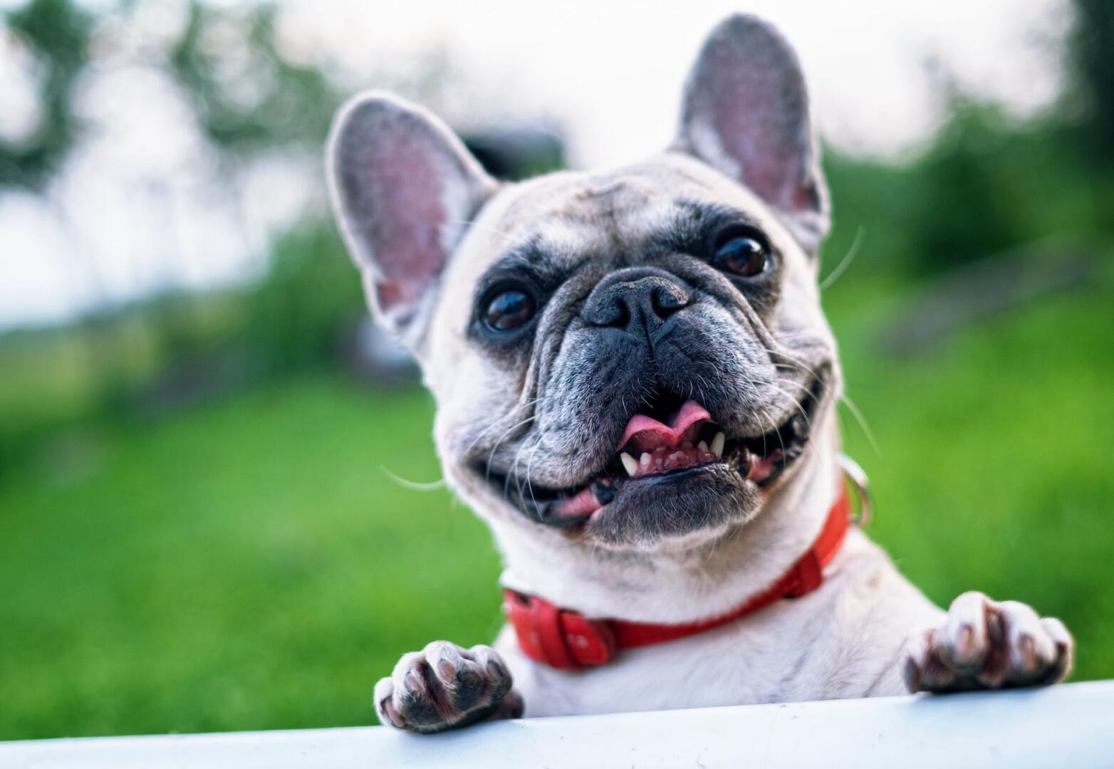 Acquistare prodotti veterinari con ricetta: cosa sapere e come fare Acquistare prodotti veterinari con ricetta: cosa sapere e come fare