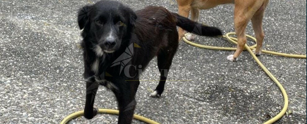 Trovato un cagnolino nei pressi del parcheggio del Conad di Roccella Jonica