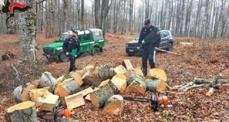 Sorpresi a rubare legna in Sila, due arresti e sequestro di materiale e mezzi