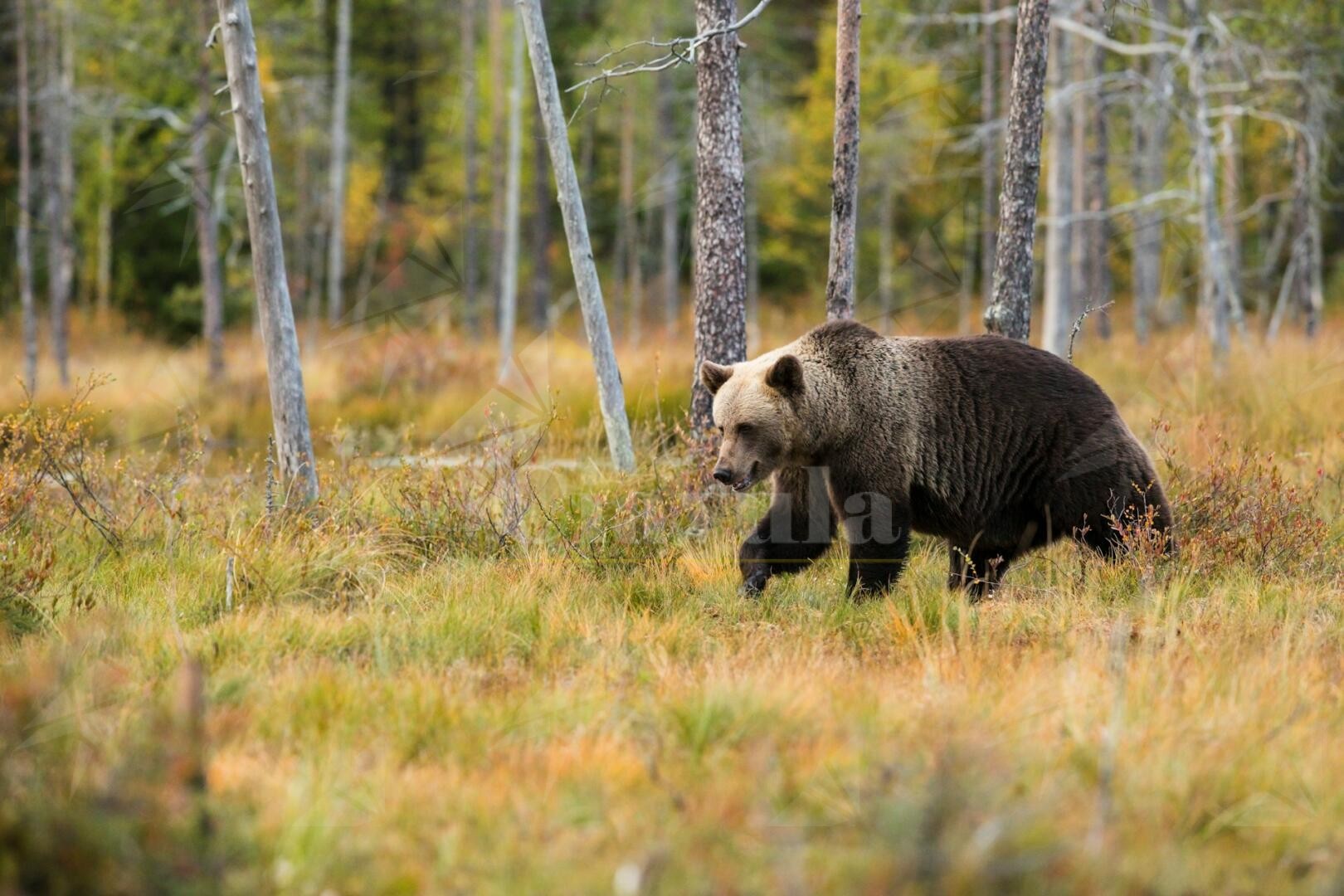 Abbattuto l’orso M90, la riflessione di Pasquale Aiello