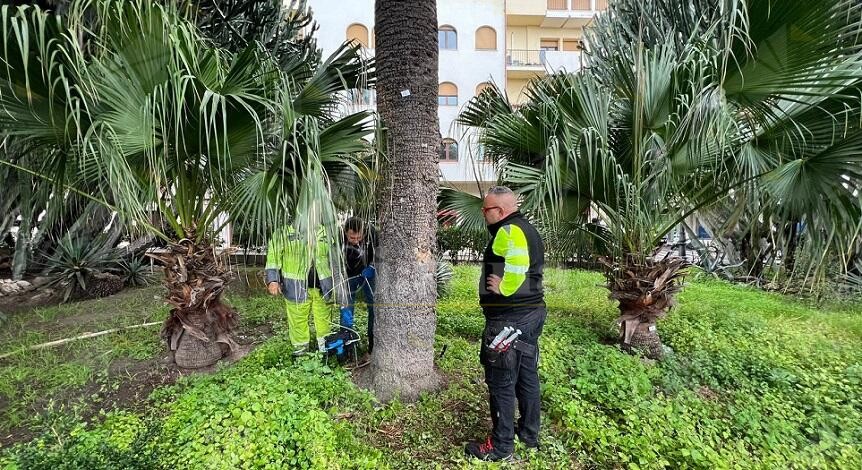 Avviata a Reggio Calabria la campagna di contrasto all’infestazione di Punteruolo rosso