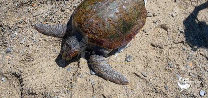 Tartaruga uccisa da un’elica nello Stretto di Messina, il racconto dei volontari di Blue Conservancy