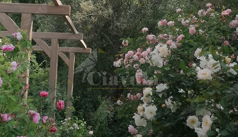 Alla Casa delle Erbe della Locride la nuova edizione della “Festa delle Rose”