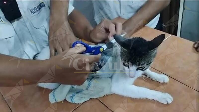 Catturato “Narcomichi” il gatto utilizzato per trasportare la droga in carcere