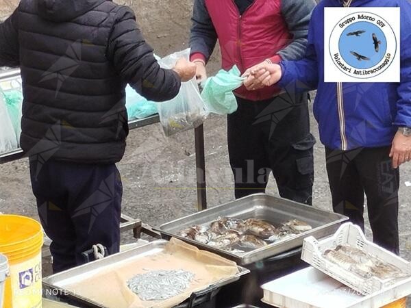 In Calabria e Sicilia il business milionario della pesca illegale della neonata