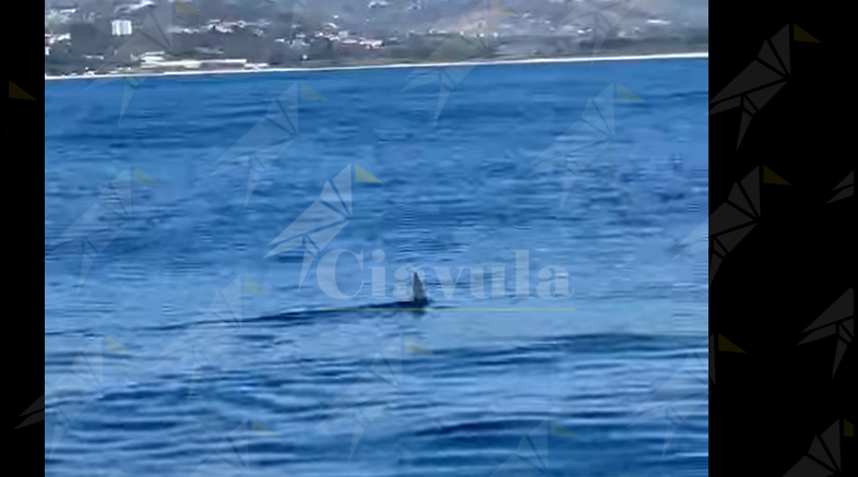 Avvistato uno squalo a Caulonia – Video