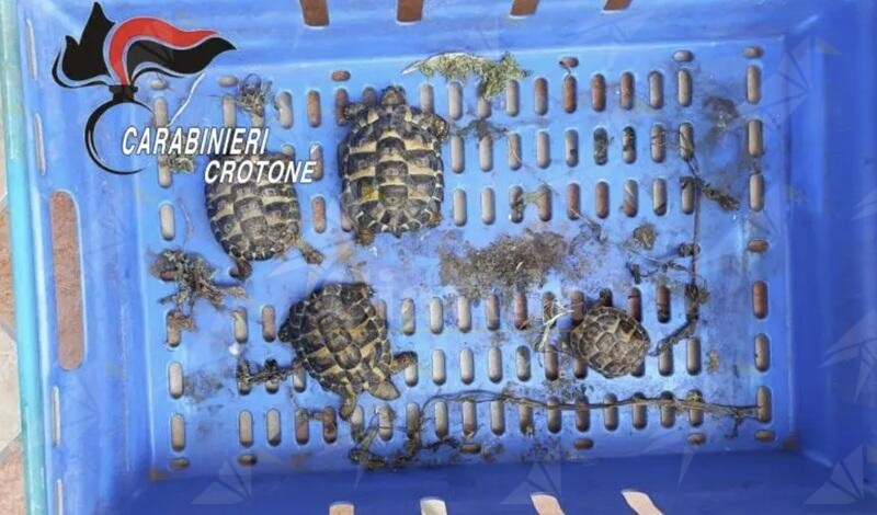 Controlli dei Carabinieri nel Crotonese: sequestrati droga, tartarughe in via d’estinzione e un reperto archeologico