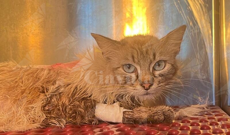 In Calabria gattina ferita da colpi d’arma da fuoco: indagano i Carabinieri